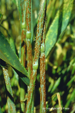 Figure 4. Stem rust on barley. caused by Puccinia graminis. (Courtesy B.Steffenson)