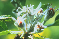 Figura 5. Mildiú polvoriento sobre un racimo de flores de manzana, causado por Podosphaera leucotricha.