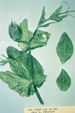  Figure 8. Pea infected with Red clover vein mosaic virus  exhibiting vein chlorosis and banding. (Courtesy R. O. Hampton)