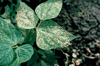 Figure 14. Injury of beans caused by drift of the herbicide, paraquat. (Courtesy H. F. Schwartz)