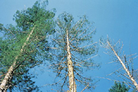 Figure 24. Crown symptoms caused by laminated root rot of Douglas-fir. (Courtesy W. G. Thies)