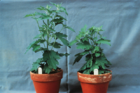 Figure 25. Healthy 'Mandalay' chrysanthemum (left) and plant infected with Fusarium oxysporum f. sp. chrysanthemi (right) which exhibits stunting without other observable symptoms. (Courtesy Penn State Univ.)