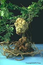 Figura 26. Agalla de corona en Euonymous sp. (Evónimo, Bonetero) causada por Agrobacterium tumefaciens.