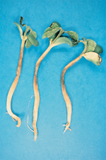 Figure 27. Soybean seedlings exhibiting symptoms of Pythium damping-off. Note thinning and browning of stem growth near the soil line. (Courtesy X. M. Yang)