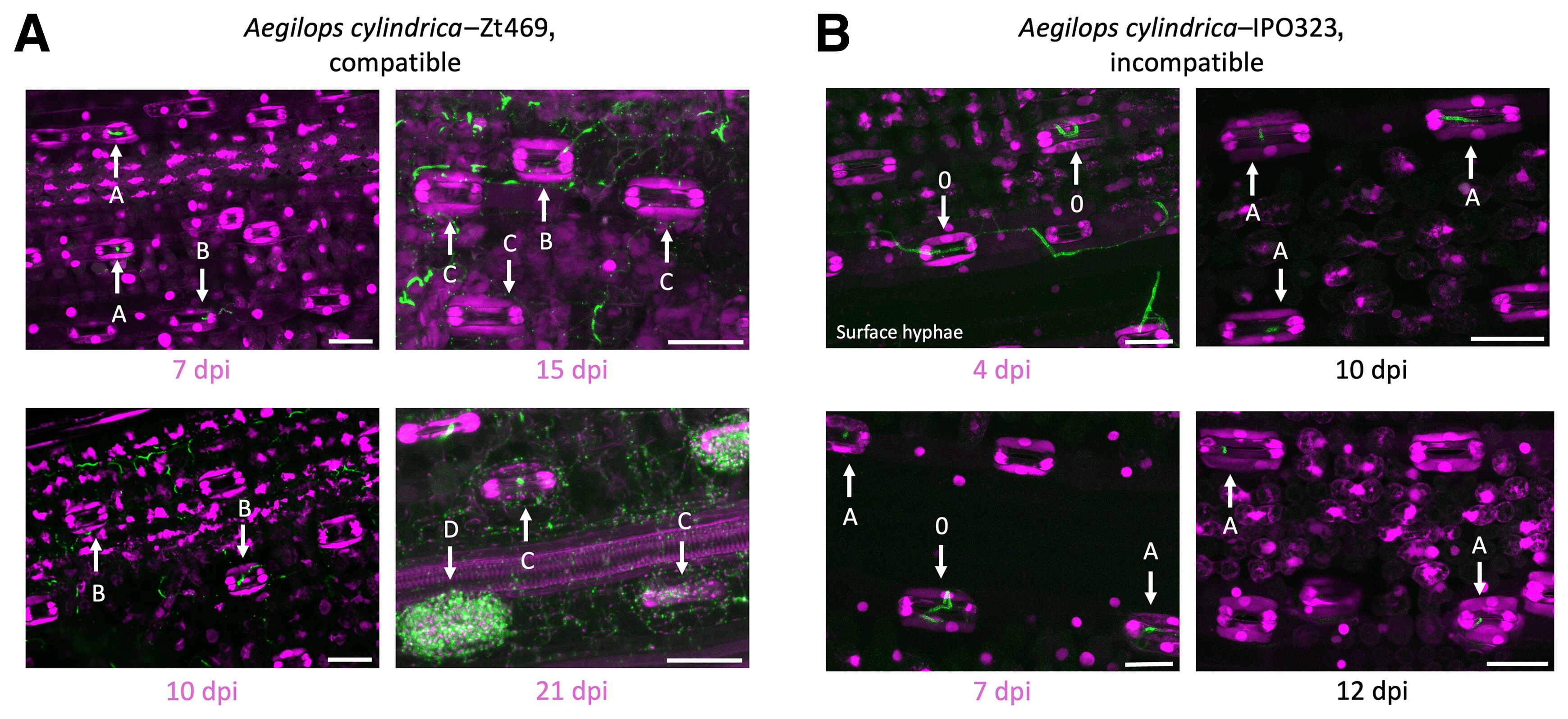 Confocal laser scanning microscopy (CLSM) images of Aegilops cylindrica leaves infected with IPO323 (incompatible) and Zt469 (co