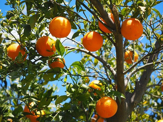 oranges-1117628_640.jpg