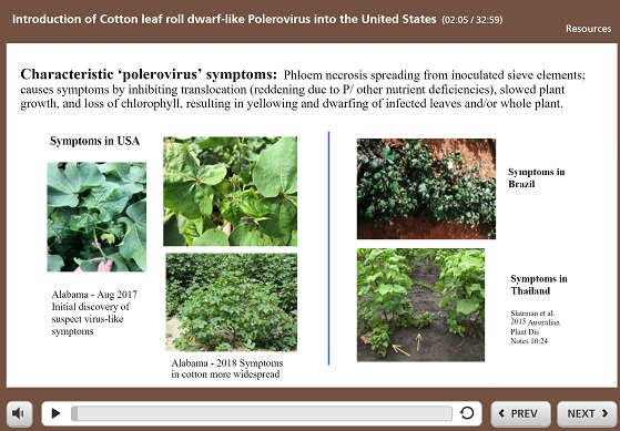 NGS Cotton Blue Disease Image.JPG
