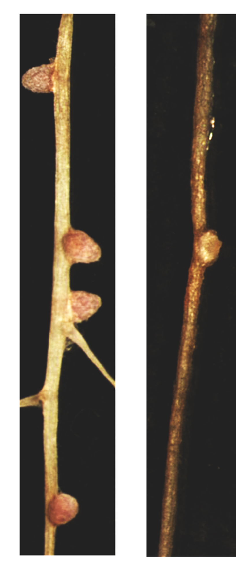 nodules in unstressed plants and saltstressed plants.jpg