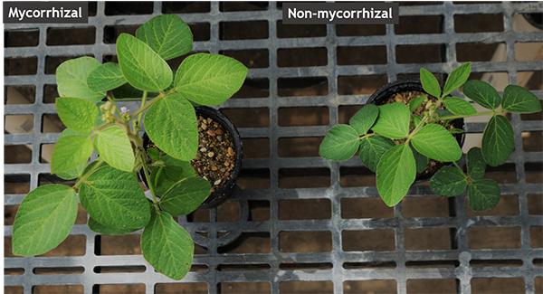 mycorrhizal soybean600.png