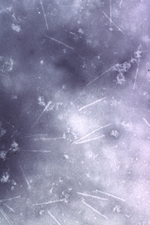 Figure 3. Spiroplasma viruses. (Courtesy Y.S. Sha)