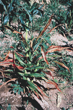 Figure 4. Corn stunt symptoms. (Courtesy D.T. Gordon and L.R. Nault)