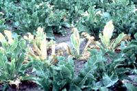 Figure 5. Horseradish brittleroot disease. (Courtesy J. Fletcher, G, Schultz, R. Davis, C. Eastman, and R. Goodman)