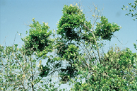 Figure 6. Witches' brooming in lime. (Courtesy J.M. Bové and M. Garnier)