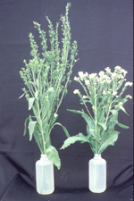 Figure 7. Virescence caused by phytoplasma infection in horseradish. (Courtesy J. Fletcher, G, Schultz, R. Davis, C. Eastman, and R. Goodman)