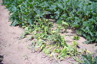 Figure 13. Cucurbit yellow vine disease in squash. (Courtesy A. Wayadande)