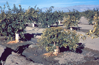 Figure 14. Citrus greening disease. (Courtesy S.M. Garnsey)
