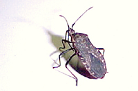 Figure 15. Anasa tristis, vector of the cucurbit yellow vine bacterium. (Courtesy B. Bextine)