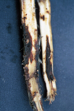 Figure 13. Lesions on banana roots caused by Radopholus, the burrowing nematode.