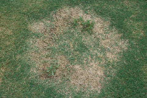 The Best Disease Control for Lawns | Sod Solutions