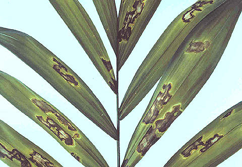 Diseases And Disorders Of Ornamental Palms