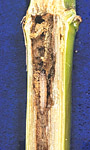 European corn borer larva tunneling in a corn stalk.