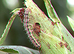 Corn earworm larva feasting on a corn ear. 