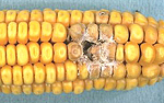 Fusarium ear rot symptoms associated with insect damage.