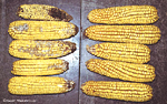  Ear samples from a 1997 field trial. 