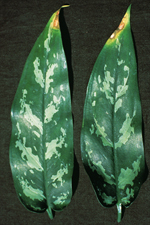 Figure 15. Chlorotic and necrotic lesions on leaf tips due to fluoride toxicity (Courtesy J. M. F.