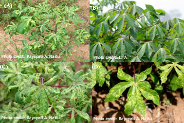 Symptoms of cassava mosaic disease (CMD) on cassava.