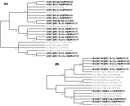 Unrooted maximum likelihood (ML) phylogenetic tree depicting the evolutionary history of natural populations of ACMV.