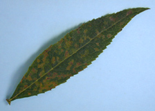 Vein-delimited angular lesions resulting from foliar nematode infection of Buddleja sp.