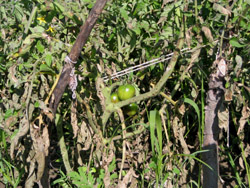 Late blight on tomatoes in a community garden in Ithaca NY