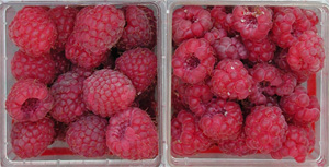 Fig. 4. Fruit of cv. Meeker red raspberry: (left) virus-free and (right) virus-infected with crumbly fruit phenotype.