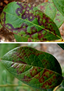 Fig. 5. Necrotic ring blotch symptoms on blueberry in Mississippi: (top) cv. Star and (bottom) cv. Legacy.