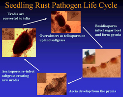 Life cycle of the sugar beet seedling rust pathogen.