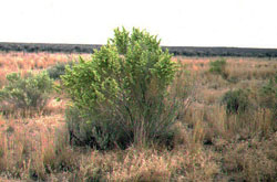 Shadscale saltbush at Great Basin salt desert of Utah