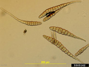 Alteraria brassicae conidia