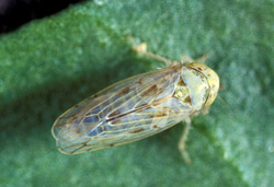 Beet leafhopper