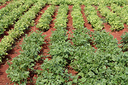 Bean golden mosaic virus susceptible control plot and border rows from a 2013 field experiment assaying transgenic common bean