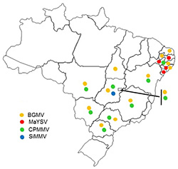 Distribution of whitefly-transmitted viruses of common beans in Brazil. 