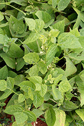 Symptoms of golden mosaic on bean plants under field situation.