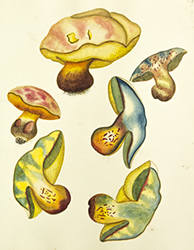 Painting, Suillellus pulchrotinctus, watercolor