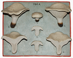 Relief of Lactarius piperatus