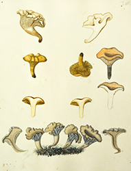Painting, Cantharellus cibarius, Pseudocraterellus undulatus