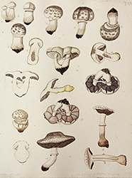 Painting, Agaricus campestris, xanthodermus, sylvaticus