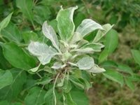 Figure 1.  Powdery, silver-gray appearance of mildew on apple leaves of a flag shoot 