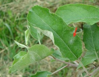 Figure 4.  A powdery mildew colony (arrow) on a young apple leaf.  (Courtesy S. Marine).