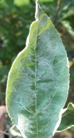 Figure 5.  An entire apple leaf covered in powdery mildew.  (Courtesy S. Marine).