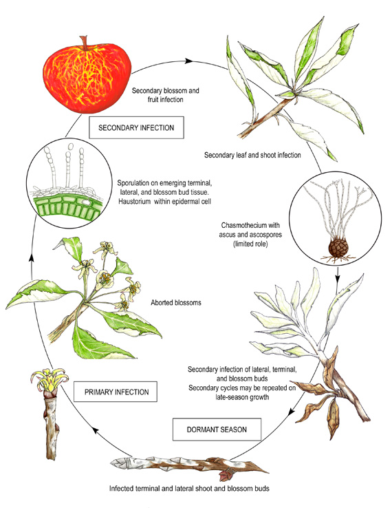 Disease cycle of apple powdery mildew.  (Courtesy APS and H. Hartzog).
